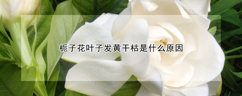 栀子花叶子发黄干枯是什么原因