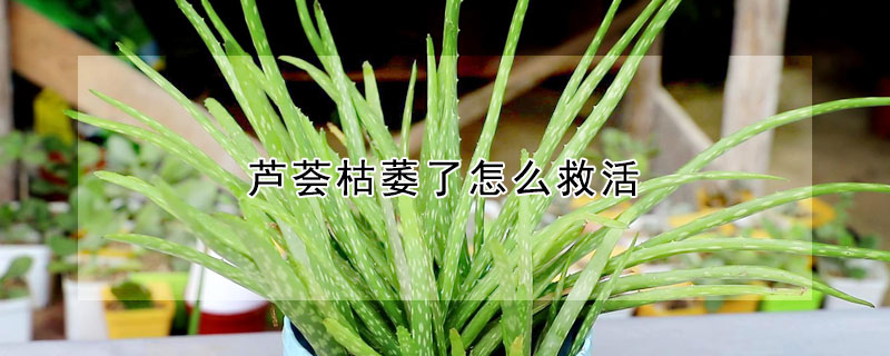 芦荟枯萎了怎么救活