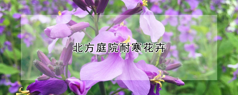 北方庭院耐寒花卉