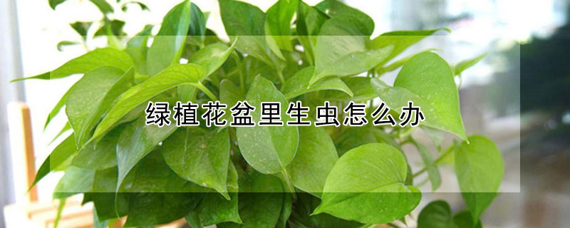 绿植花盆里生虫怎么办