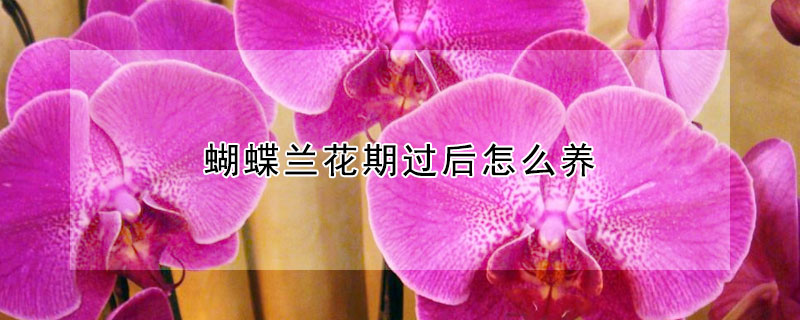 蝴蝶兰花期过后怎么养