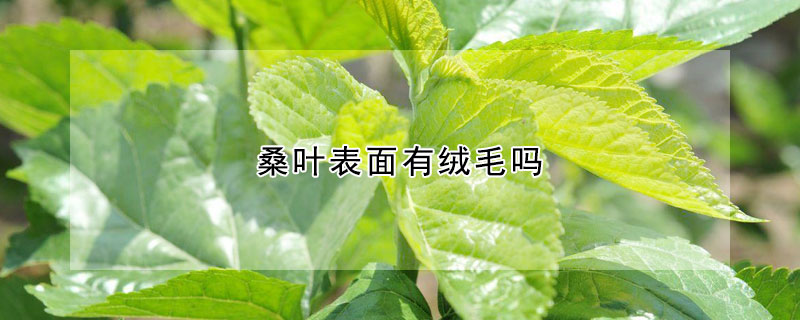 桑叶表面有绒毛吗