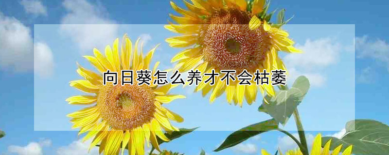 向日葵怎么养才不会枯萎