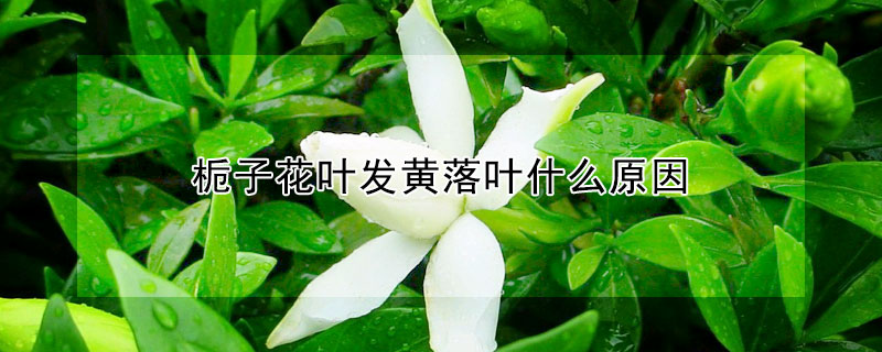 栀子花叶发黄落叶什么原因