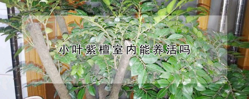 小叶紫檀室内能养活吗