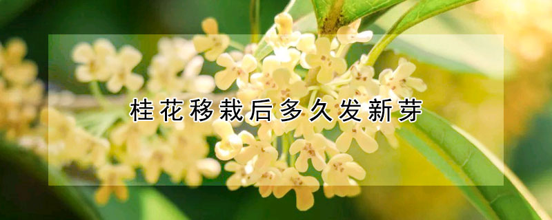 桂花移栽后多久发新芽