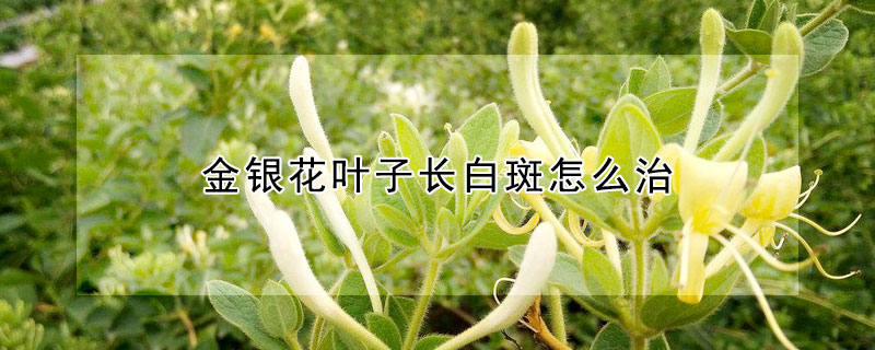 金银花叶子长白斑怎么治