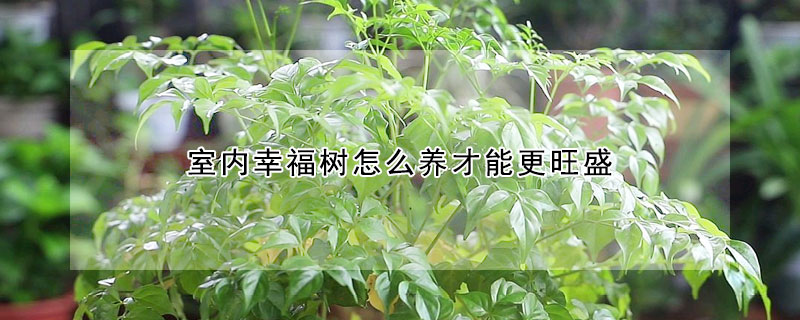 室内幸福树怎么养才能更旺盛