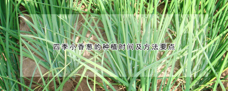 四季小香葱的种植时间及方法要点