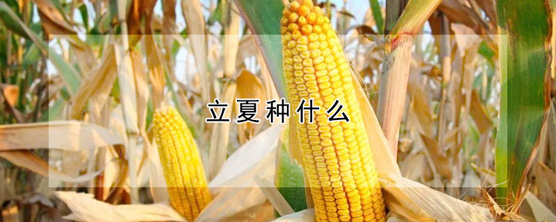 立夏种什么