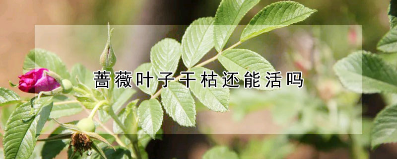 蔷薇叶子干枯还能活吗