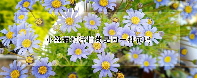 小雏菊和洋甘菊是同一种花吗