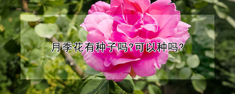 月季花有种子吗?可以种吗?