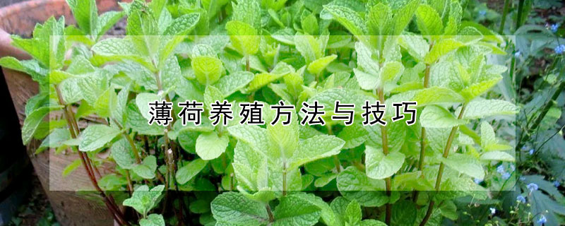 薄荷养殖方法与技巧