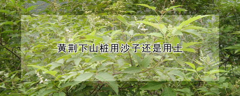 黄荆下山桩用沙子还是用土