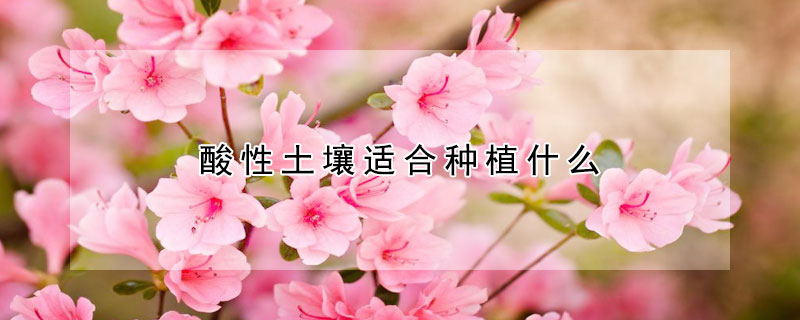 酸性土壤适合种植什么