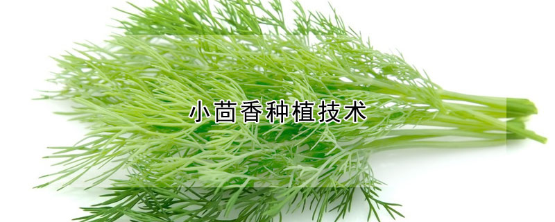 小茴香种植技术