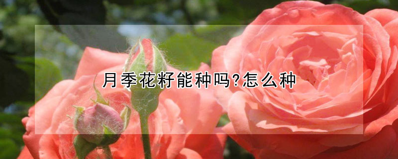 月季花籽能种吗?怎么种