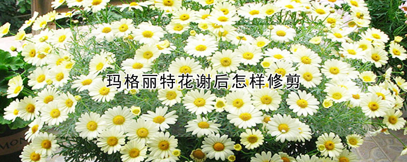 玛格丽特花谢后怎样修剪