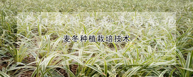 麦冬种植栽培技术