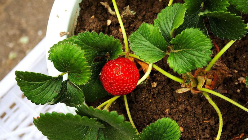 草莓怎么种植方法 在家