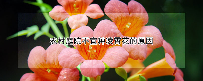 农村庭院不宜种凌霄花的原因