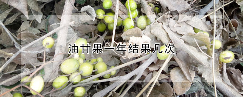 油甘果一年结果几次