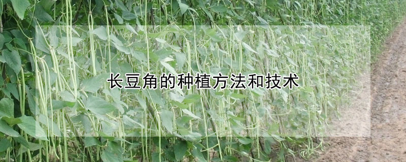 长豆角的种植方法和技术