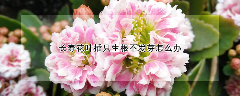 长寿花叶插只生根不发芽怎么办