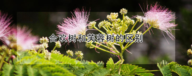 合欢树和芙蓉树的区别