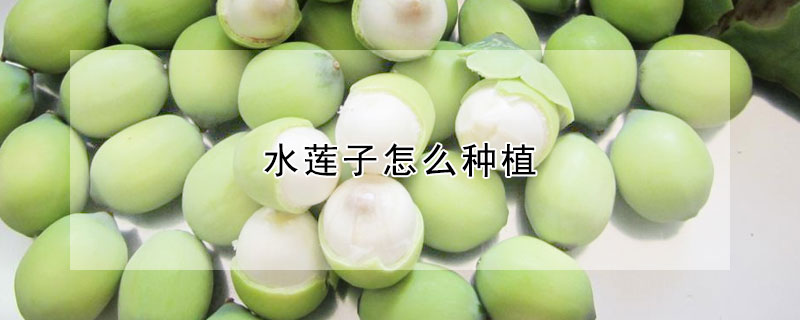 水莲子怎么种植