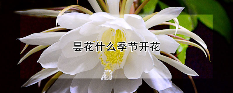 昙花什么季节开花