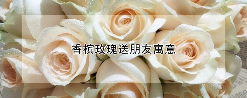 香槟玫瑰送朋友寓意