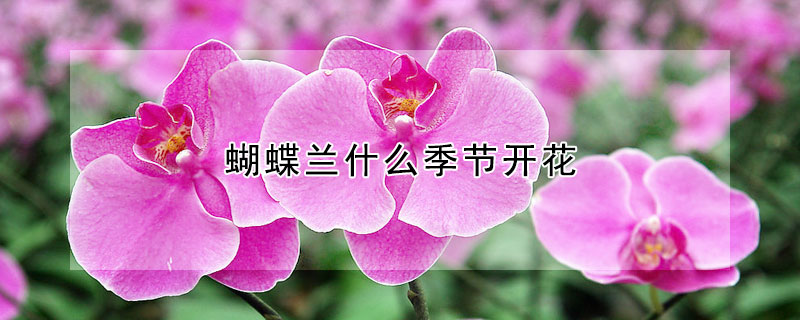 蝴蝶兰什么季节开花