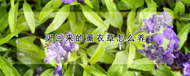 买回来的薰衣草怎么养