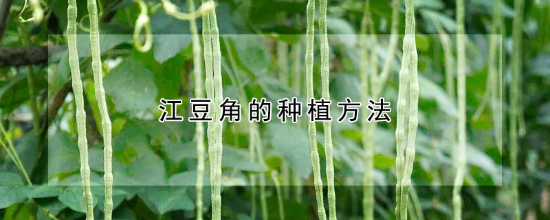 江豆角的种植方法