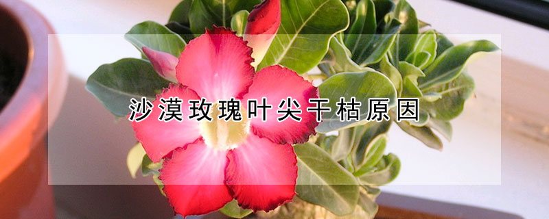 沙漠玫瑰叶尖干枯原因