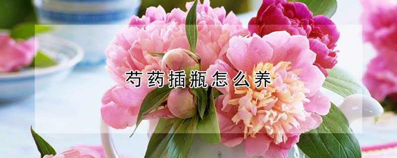 芍药插瓶怎么养