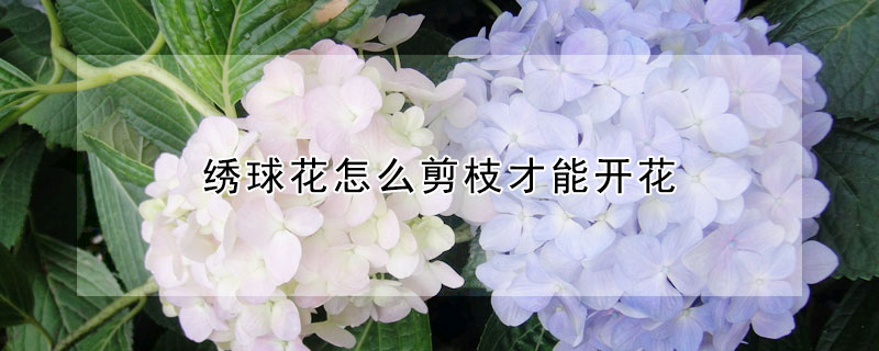 绣球花怎么剪枝才能开花