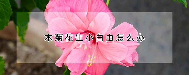 木菊花生小白虫怎么办