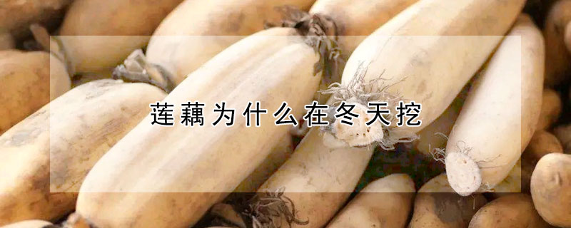 莲藕为什么在冬天挖