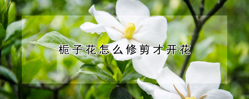 栀子花怎么修剪才开花