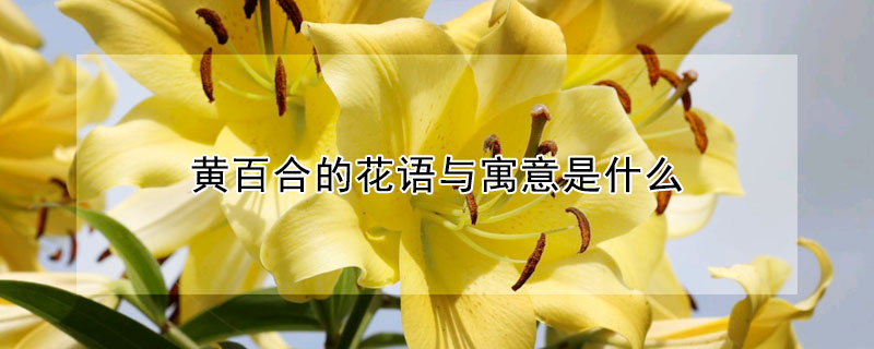 黄百合的花语与寓意是什么