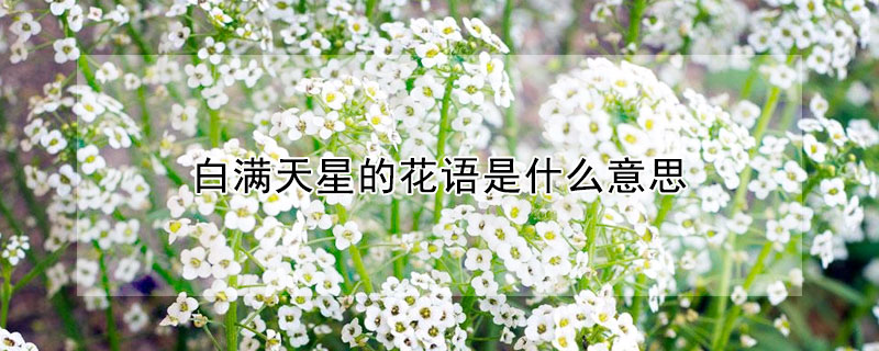 白满天星的花语是什么意思