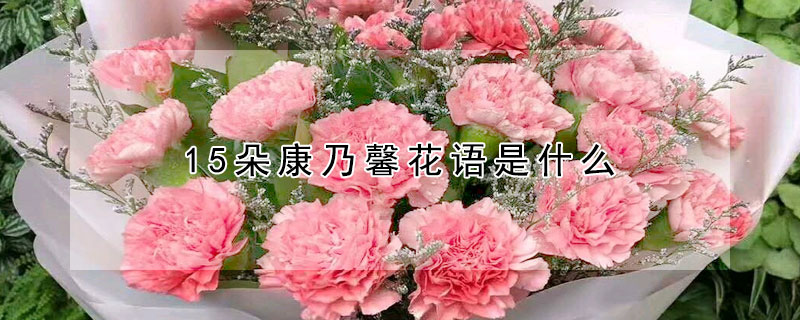 15朵康乃馨花语是什么