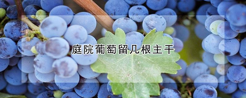 庭院葡萄留几根主干