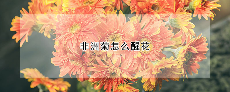 非洲菊怎么醒花