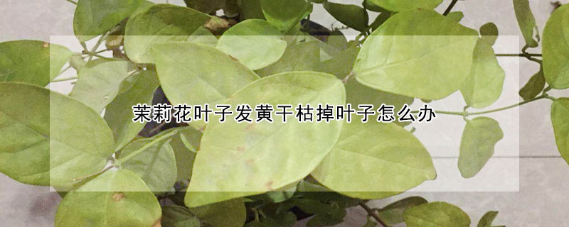 茉莉花叶子发黄干枯掉叶子怎么办