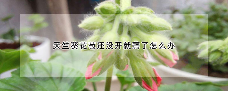 天竺葵花苞还没开就蔫了怎么办