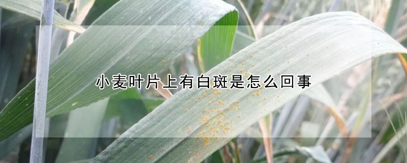 小麦叶片上有白斑是怎么回事